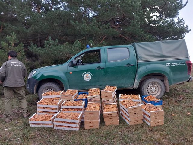 Agentes forestales decomisan 400 kilos de níscalos a un grupo organizado de 14 personas en el monte La Pineda de Lumbreras de Cameros