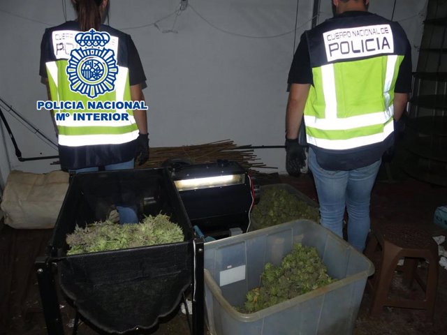 Cinco detenidos por cultivar marihuana indoor en Elda y Petrer y distribuirla a gran escala