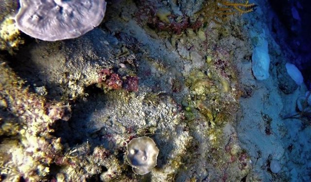 Blanqueamiento de corales