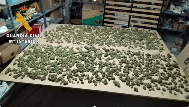 Investigado por cultivar marihuana en el patio de su vivienda en Mojados (Valladolid).