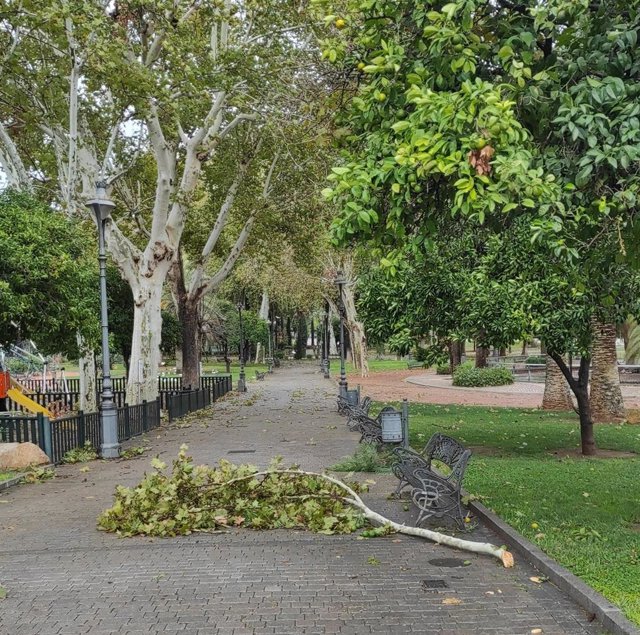 Rama caída en los Jardines de la Agricultura de Córdoba por el temporal de viento y lluvia.
