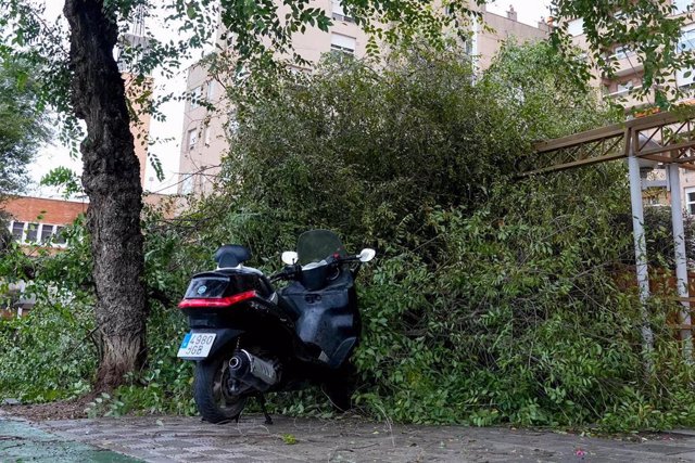 Árbol de grandes dimensiones caído en el barrio de los Remedios, a 19 de octubre de 2023 en Sevilla. La borrasca Aline se ceba con varios árboles se han visto afectados en la capital por los fuertes vientos producidos por la borrasca.