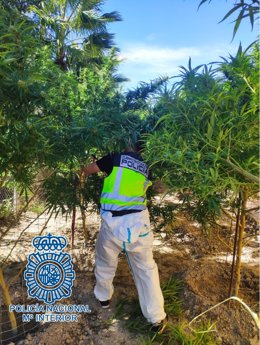 Nota De Prensa: La Policía Nacional Desmantela Plantaciones De Marihuana En El Pago De San José, Los Naranjos Y La Sierra De San Cristóbal