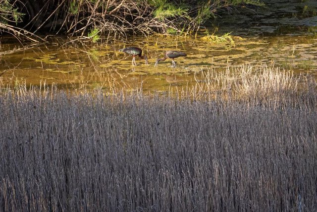 Archivo - Fauna en el corredor verde del Guadiamar