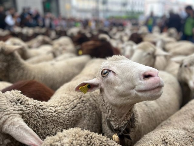 Más de mil ovejas y cabras inundan Madrid en la XXX Fiesta de la Trashumancia, pastoreadas por primera vez por una mujer.