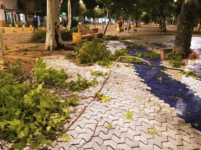 Ramas caídas en la Alameda de Hércules