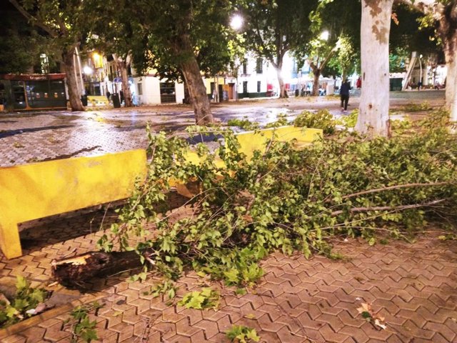 Ramas de árboles caídas en la Alameda de Hércules en Sevilla capital.