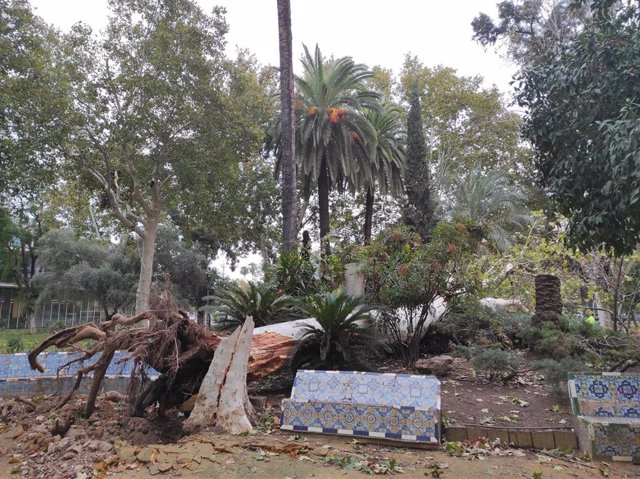 Árbol de gran porte caído por la borrasca Bernard en los Jardines de la Agricultura en Córdoba.