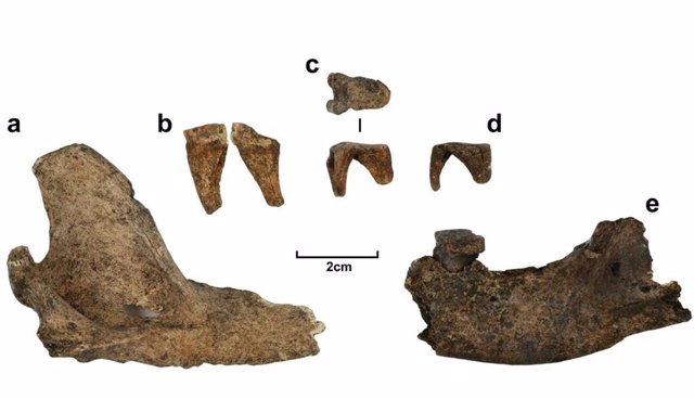 Mandíbula y dientes de un dingo anciano enterrado en Curracurrang.
