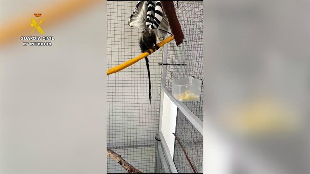 Rescatado un mono tití pigmeo desnutrido y deshidratado en una calle de Onda