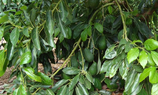 Archivo - Plantación de aguacate.