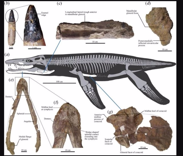 Aspecto del pliosaurio descrito en el nuevo estudio