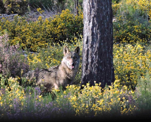 Lobo en Sierra Culebra.