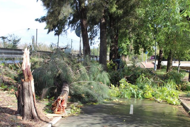Árboles caídos en El Cuervo, en Sevilla.