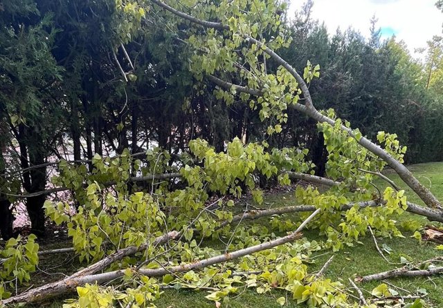 La caída de ramas obliga a cortar el paso de peatones en la Residencia Cardenal Marcelo de Valladolid .