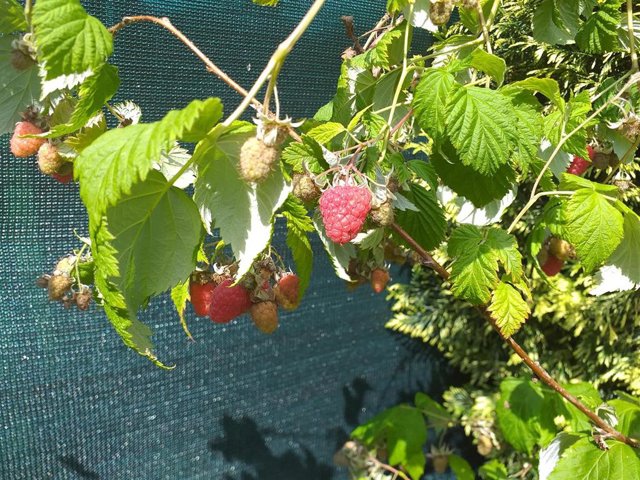 Archivo - Planta de frambuesas en una imagen de archvio.