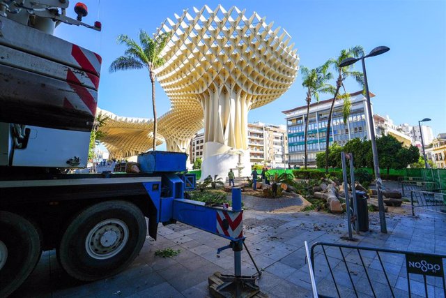 El ficus de la Encarnación, el último que quedaba en esta plaza céntrica de Sevilla, ha sido ya completamente talado.