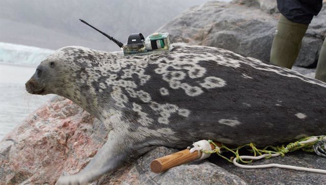 El estudio científico utilizó telemetría, datos de reconocimientos aéreos y análisis genómicos para documentar la existencia de la singular foca anillada de Kangia.