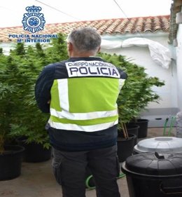 La Policía Nacional desmantela una plantación de marihuana en la pedanía de Alameda de Cervera