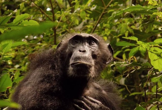 Un chimpancé, llamado Marlene por los investigadores, cuyos datos se utilizaron en el reciente estudio. El estudio encontró que la menopausia y la larga vida post-reproductiva no son exclusivas de los humanos.