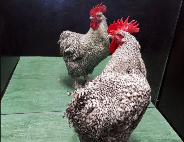 Un gallo mirándose en el espejo