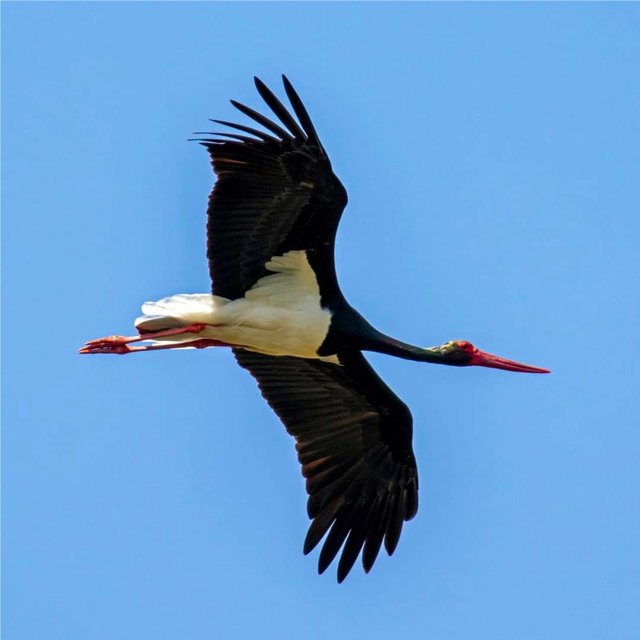 Un ejemplar de cigüeña negra