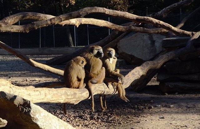 Babuinos de Guinea (Papio papio) de la estación de Primatologie de Rousset.