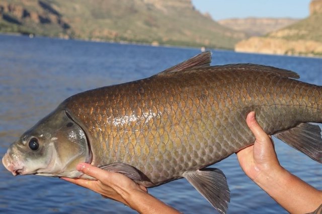 Un pez búfalo centenario del lago Apache, Arizona