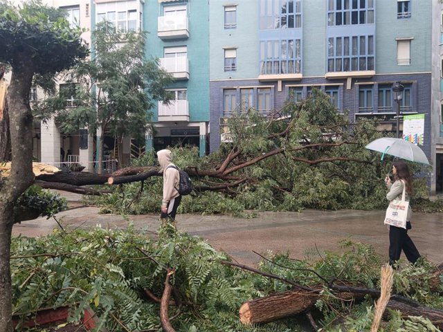Imagen de uno de los árboles de gran tamaño caídos en pleno centro de Huelva por el paso de la borrasca 'Bernard'.