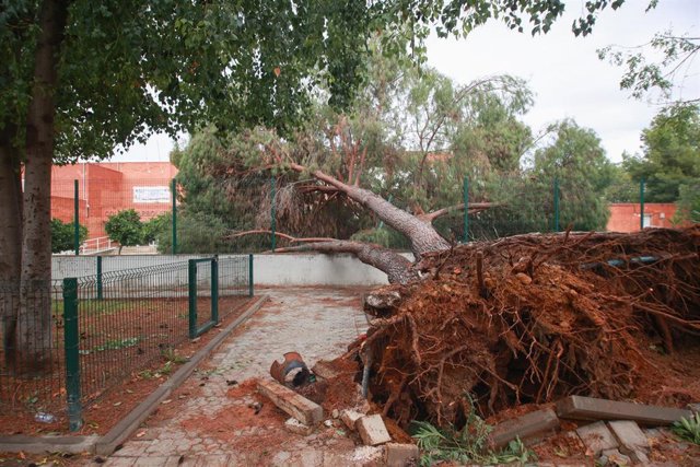Caída de un árbol de grandes dimensiones en Sevilla por la borrasca 'Bernard', foto de archivo