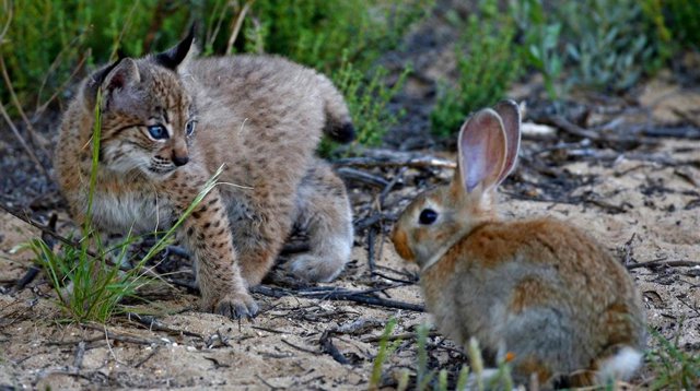 Archivo - Cría de lince ibérico