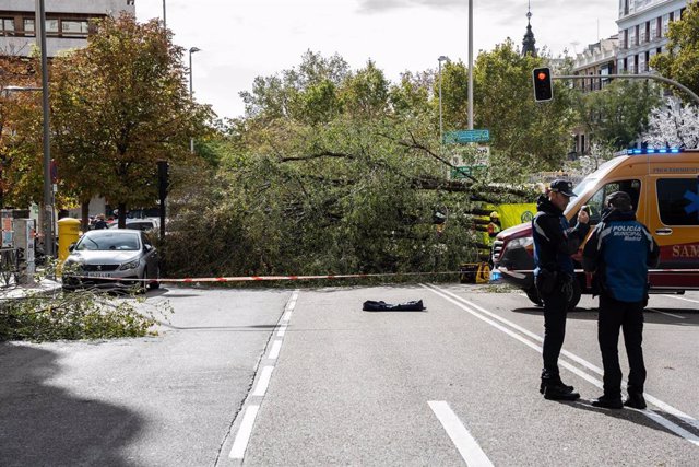 Un árbol de grandes dimensiones ha caído en la calle Almagro de Madrid