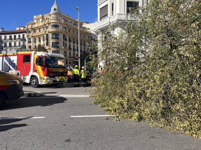 Un árbol mata a una joven al caerle encima en una calle de Chamberí