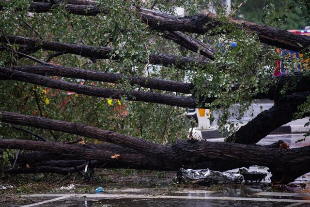 Un árbol de grandes dimensiones cae en la calle Almagro y mata a una joven