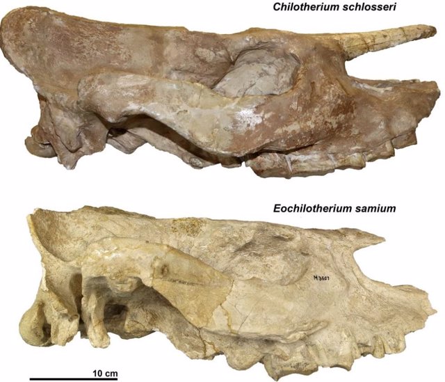 A partir de estos cráneos se redefinieron las relaciones entre las especies de rinocerontes sin cuernos.