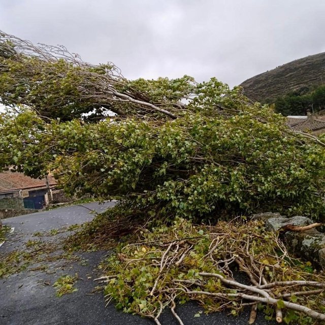El viento corta cuatro carreteras en Ávila y varias calles en Cabezas del Pozo por el arrastre de masa vegetal.