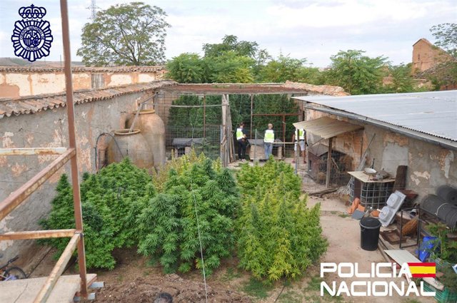 Rdo. Nota De Prensa: "La Policía Nacional Desmantela Una Plantación De Marihuana En El Patio De Una Vivienda De Valdepeñas"