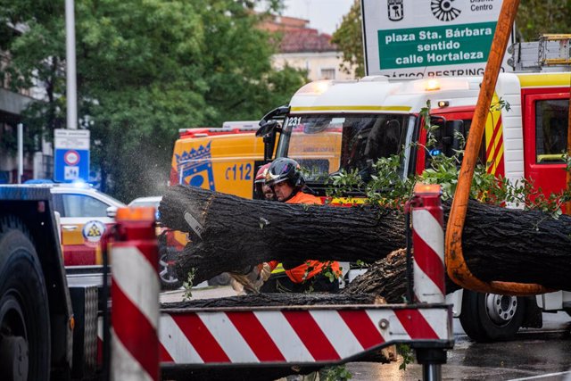 Els bombers retiren l'arbre caigut sobre un pas de vianants a Madrid.