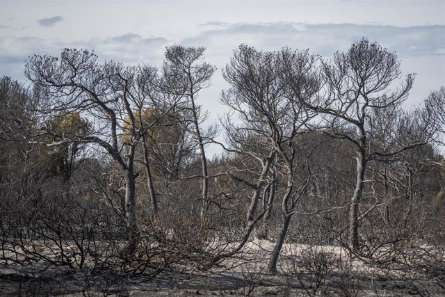 Imagen del incendio registrado recientemente en la Devesa de El Saler. 