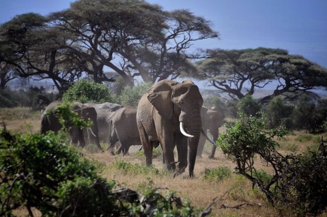 Elefantes en Amboseli, Kenia