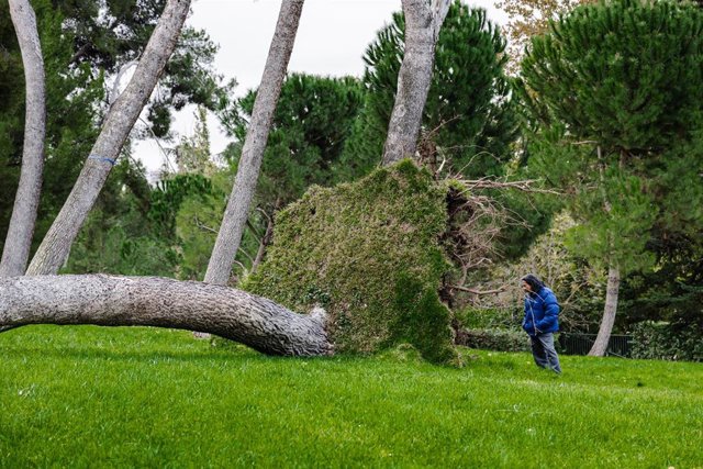 Un árbol caído en el parque del Oeste, a 3 de noviembre de 2023