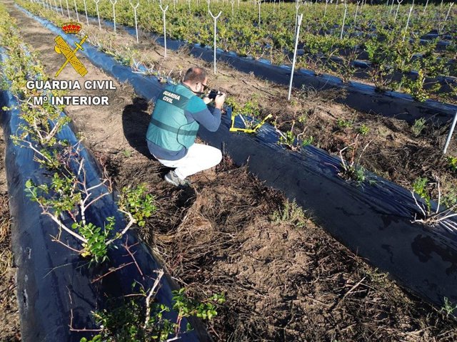 Agente de la Guardia Civil durante una inpección en el campo.