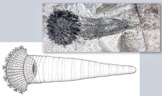 Abajo a la izquierda, una reconstrucción de Rotaciurca superb, también conocida como la Rueda de Ezequiel. Arriba a la derecha, un espécimen fósil de Rotaciurca superbus.