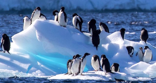 Pingüinos Adelia sobre el hielo marino estacional en la Antártida