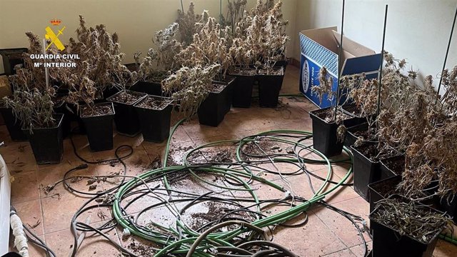 Plantas de marihuana halladas en el bloque de viviendas de Terque (Almería)