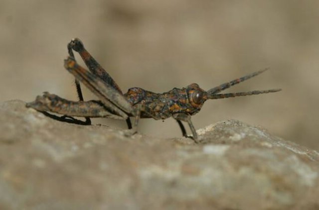 Especie de saltamontes