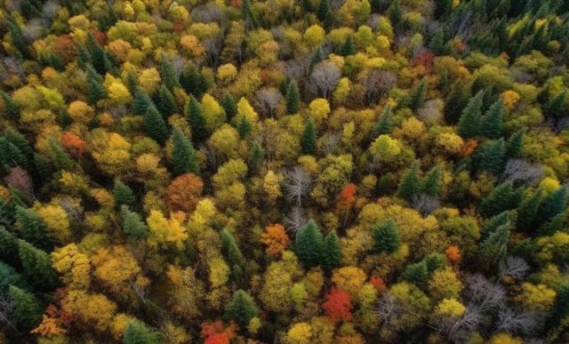 Bosque con diversidad de especies