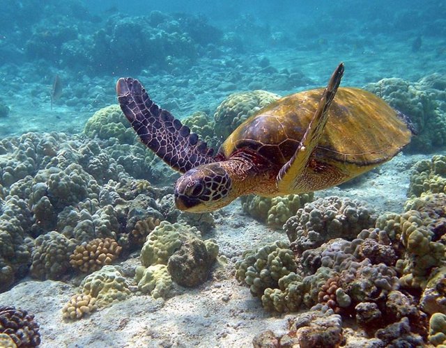 Tortuga verde (Chelonia mydas),