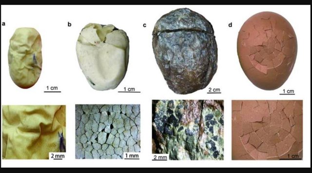 Comparación de huevos fósiles (c) con huevos existentes de cáscara blanda, áspera y dura.