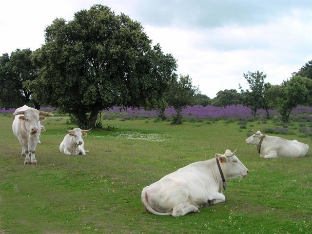 Vacas